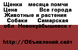 Щенки 4 месяца-помчи › Цена ­ 5 000 - Все города Животные и растения » Собаки   . Самарская обл.,Новокуйбышевск г.